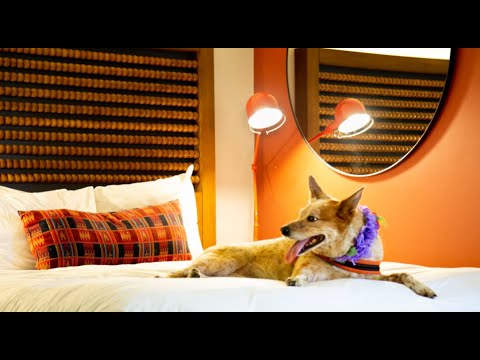 Pets welcome here: Santa Cruz (video)