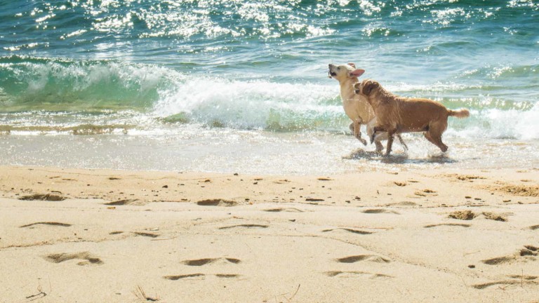 Best dog-friendly lakes in California
