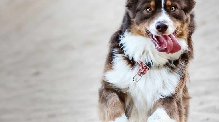 A vibrant dog park bathed in sunlight features abundant greenery with mature trees, offering ample shade for leisurely outdoor activities. In the distance is a well-equipped playground that presents an additional activity area. An inviting picnic table spreads out nearby, ideal for enjoying meals al fresco or taking relaxing breaks from play. A neatly-placed trash bin aids in maintaining the park's cleanliness for everyone's enjoyment. Dominating the scene is a generously wide dirt path gracefully curving through the expanse of grass, promising exploratory walks and lively fetch games.