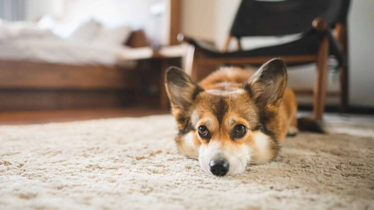 <strong>Lodging for furry friends and their families</strong>