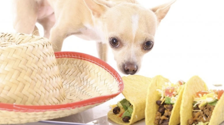 Concord Taco Trail