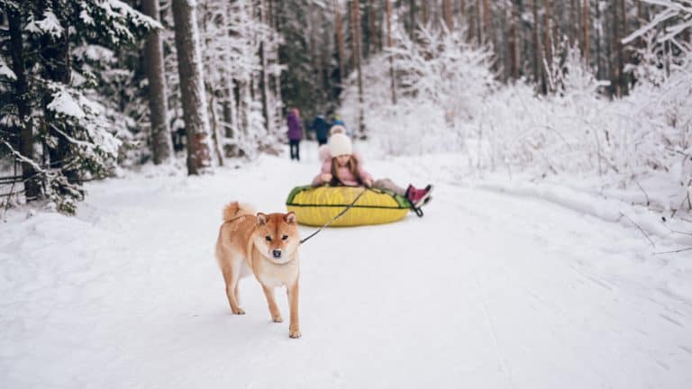 Sno much fun, on a shoestring budget
