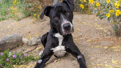 Where to adopt a dog in Greater Palm Springs