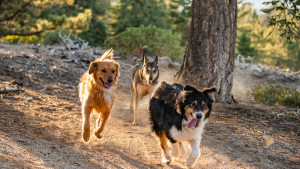 A vibrant dog park bathed in sunlight features abundant greenery with mature trees, offering ample shade for leisurely outdoor activities. In the distance is a well-equipped playground that presents an additional activity area. An inviting picnic table spreads out nearby, ideal for enjoying meals al fresco or taking relaxing breaks from play. A neatly-placed trash bin aids in maintaining the park's cleanliness for everyone's enjoyment. Dominating the scene is a generously wide dirt path gracefully curving through the expanse of grass, promising exploratory walks and lively fetch games.
