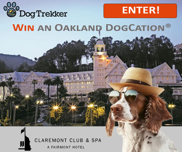 Promotional image showcasing a refined hotel under a clear blue sky, encircled by trees. A dog wearing sunglasses and a hat is in the foreground. Text on the image includes: 