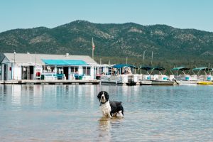 A vibrant dog park bathed in sunlight features abundant greenery with mature trees, offering ample shade for leisurely outdoor activities. In the distance is a well-equipped playground that presents an additional activity area. An inviting picnic table spreads out nearby, ideal for enjoying meals al fresco or taking relaxing breaks from play. A neatly-placed trash bin aids in maintaining the park's cleanliness for everyone's enjoyment. Dominating the scene is a generously wide dirt path gracefully curving through the expanse of grass, promising exploratory walks and lively fetch games.