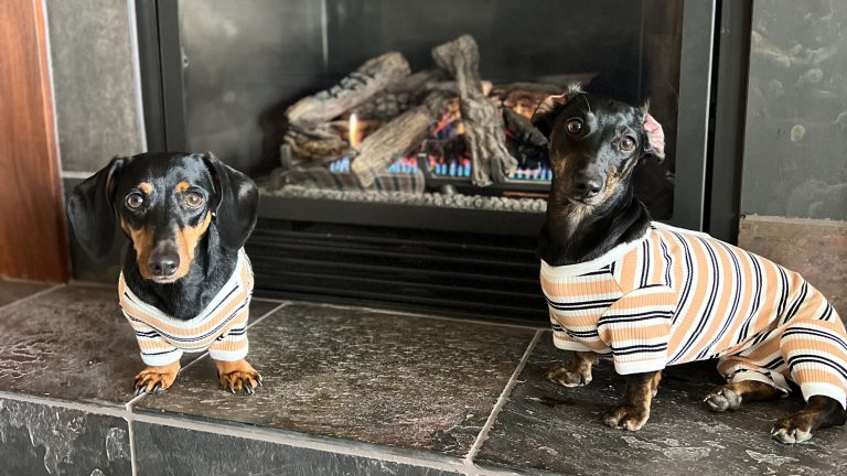 Stay and play in dog-friendly style