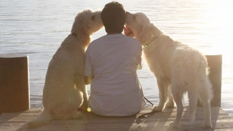 Wild Blue Dogs camp along Lake Tahoe? You lucky dog.