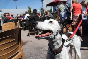 A vibrant dog park bathed in sunlight features abundant greenery with mature trees, offering ample shade for leisurely outdoor activities. In the distance is a well-equipped playground that presents an additional activity area. An inviting picnic table spreads out nearby, ideal for enjoying meals al fresco or taking relaxing breaks from play. A neatly-placed trash bin aids in maintaining the park's cleanliness for everyone's enjoyment. Dominating the scene is a generously wide dirt path gracefully curving through the expanse of grass, promising exploratory walks and lively fetch games.