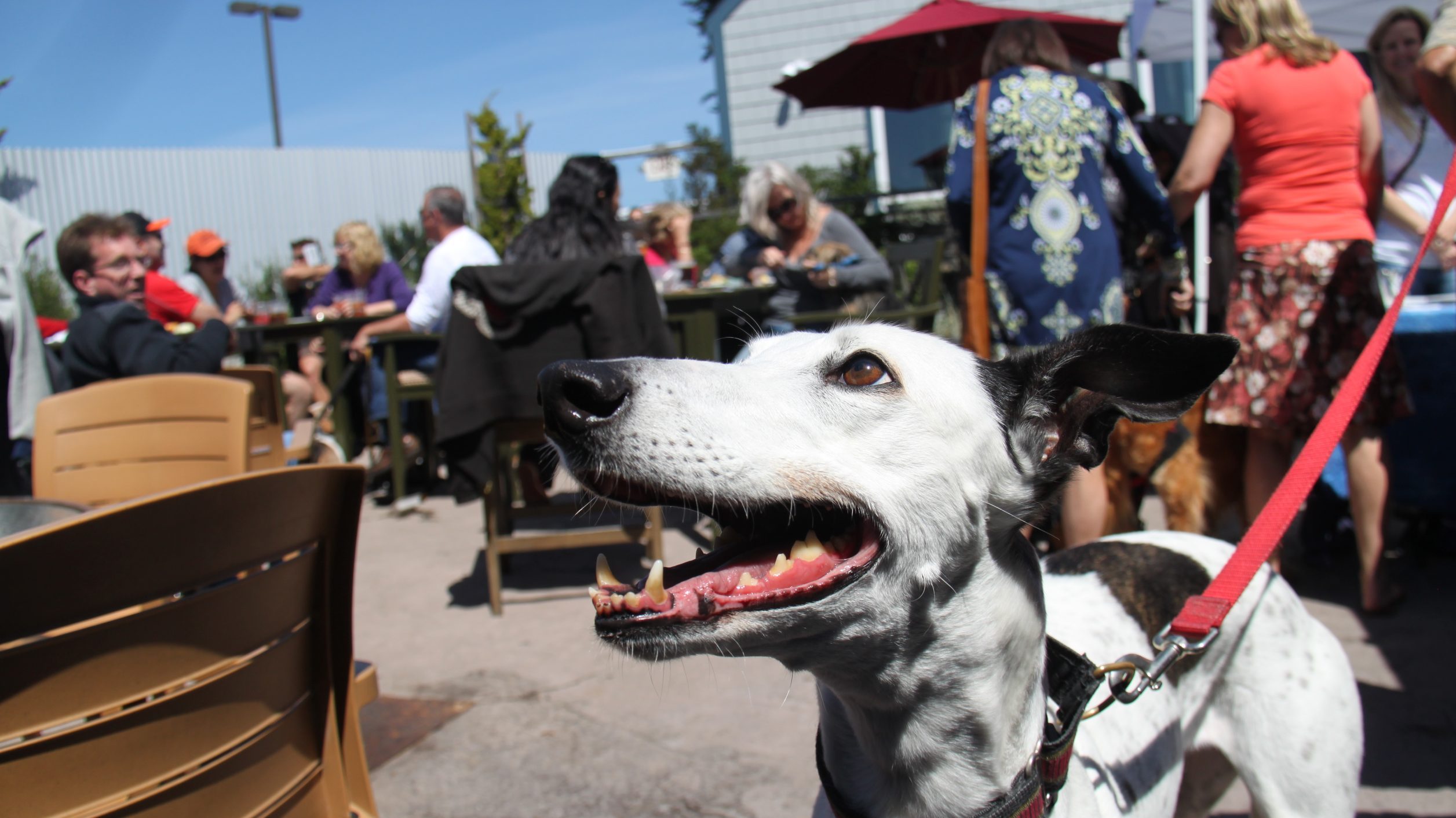 A vibrant dog park bathed in sunlight features abundant greenery with mature trees, offering ample shade for leisurely outdoor activities. In the distance is a well-equipped playground that presents an additional activity area. An inviting picnic table spreads out nearby, ideal for enjoying meals al fresco or taking relaxing breaks from play. A neatly-placed trash bin aids in maintaining the park's cleanliness for everyone's enjoyment. Dominating the scene is a generously wide dirt path gracefully curving through the expanse of grass, promising exploratory walks and lively fetch games.