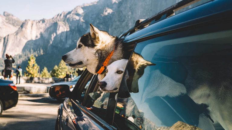 4-Day Dog-Friendly Autumn Itinerary