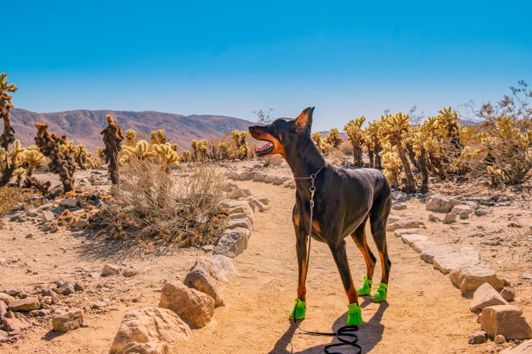 Camping and hiking with your dog in the California deserts