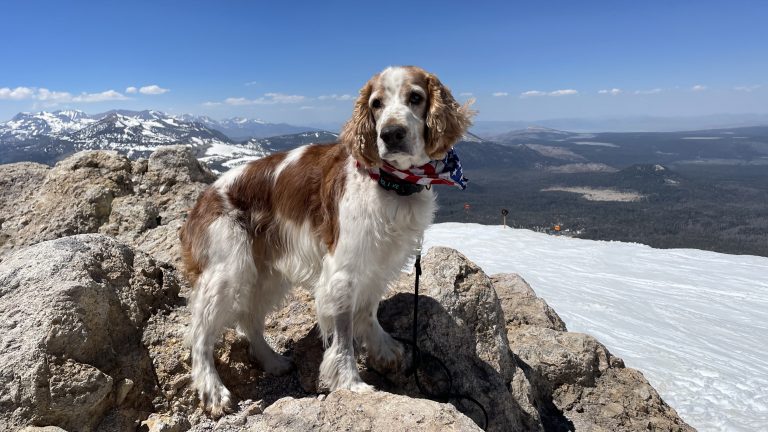 Make tracks in majestic Mammoth