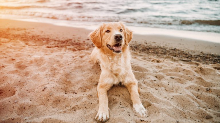 Seven best dog beaches on the Northern California coast
