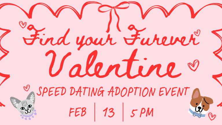 A vibrant dog park bathed in sunlight features abundant greenery with mature trees, offering ample shade for leisurely outdoor activities. In the distance is a well-equipped playground that presents an additional activity area. An inviting picnic table spreads out nearby, ideal for enjoying meals al fresco or taking relaxing breaks from play. A neatly-placed trash bin aids in maintaining the park's cleanliness for everyone's enjoyment. Dominating the scene is a generously wide dirt path gracefully curving through the expanse of grass, promising exploratory walks and lively fetch games.