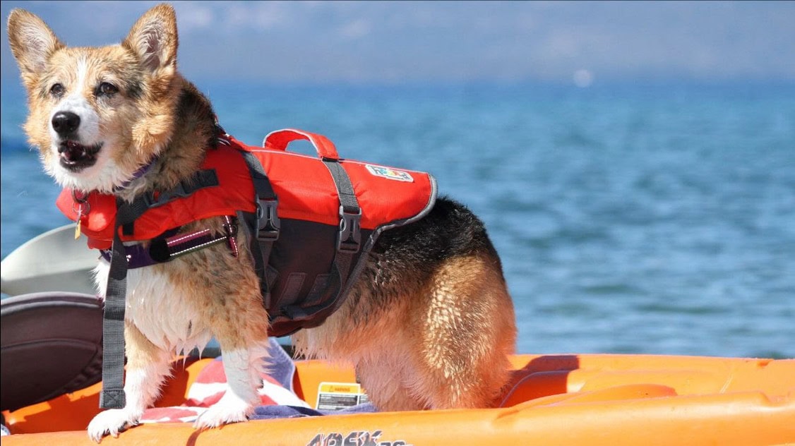 A Corgi, fitted snugly in a red life jacket, balances confidently atop an orange kayak. The dog appears determined and curious as it gazes towards the open water. Behind the Corgi, the shoreline stretches into the distance beneath a clear sky, suggesting a day ripe for exploration and paddling along with your canine companion. This picturesque setting captures the essence of what you'd find in a DogTrekker spring/summer event guide for dog-friendly adventures.