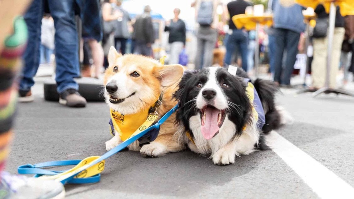 At a lively outdoor spring festival, a Corgi and a Border Collie lie contentedly on the grass. Both dogs sport yellow bandanas and are securely leashed amid the bustling crowd. The Corgi's mouth curves into a genial smile, its tongue cheerfully lolling out, while next to it, the Border Collie pants energetically. This moment is captured perfectly for DogTrekker, showcasing an inviting scene for dog lovers seeking pet-friendly activities.