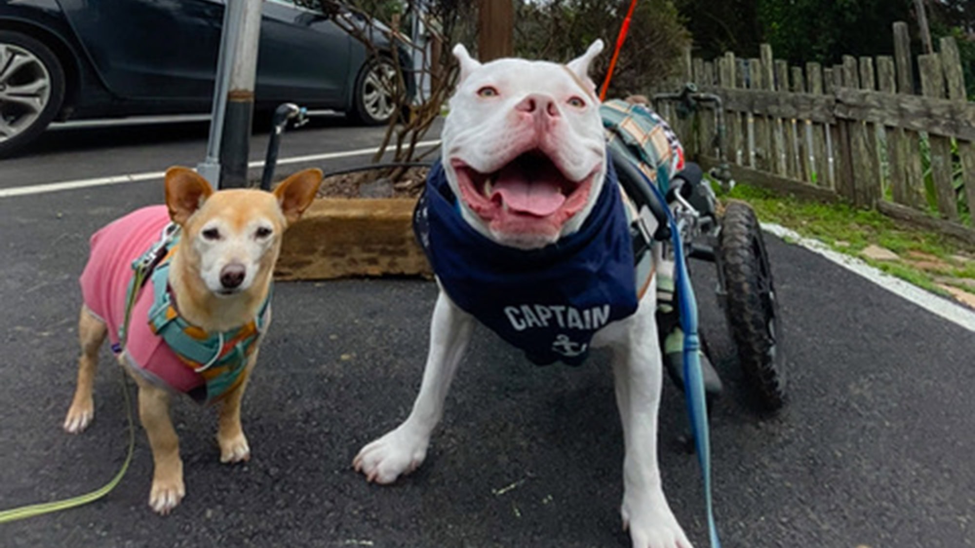 A vibrant dog park bathed in sunlight features abundant greenery with mature trees, offering ample shade for leisurely outdoor activities. In the distance is a well-equipped playground that presents an additional activity area. An inviting picnic table spreads out nearby, ideal for enjoying meals al fresco or taking relaxing breaks from play. A neatly-placed trash bin aids in maintaining the park's cleanliness for everyone's enjoyment. Dominating the scene is a generously wide dirt path gracefully curving through the expanse of grass, promising exploratory walks and lively fetch games.