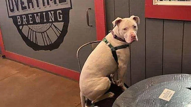 Local pints, with your pup by your side