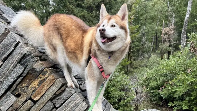 Dog-friendly Mendocino County is magic in summer