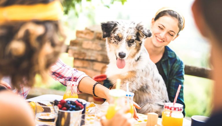 Dog-friendly patios in GOCAL