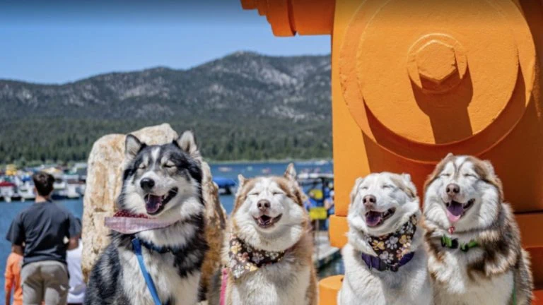 Paw-some events for the dog days of summer