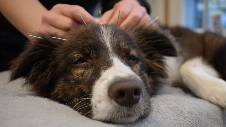 Arthritis pain? My dog says acupuncture is the secret