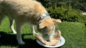 Dog eating at Chaminade