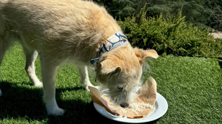 Pawsh on the mountain: A dog day out at Chaminade Resort