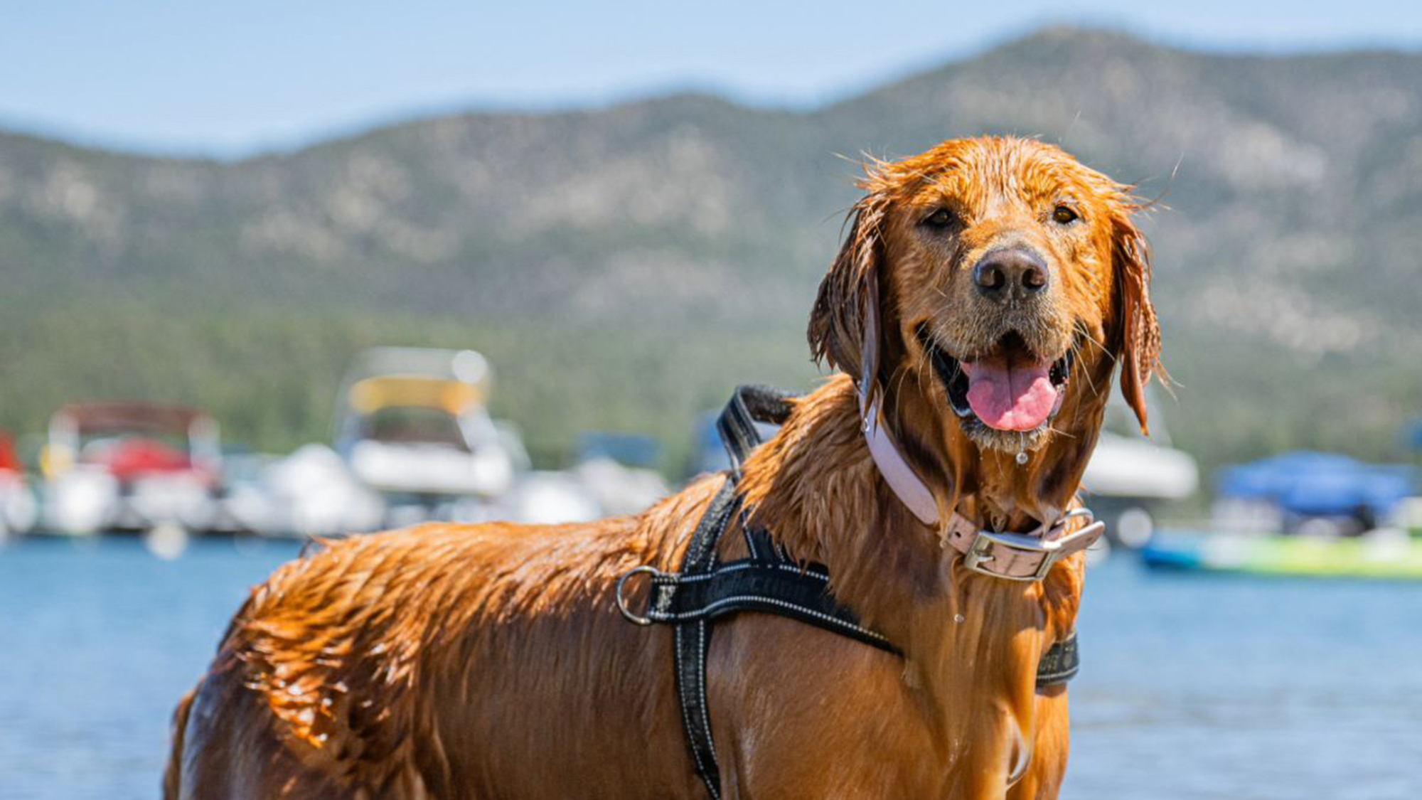 A wet golden retriever in a harness stands by the shore on a sunny day, water dripping from its fur. In the background, boats rest on the lake and mountains rise beyond them, slightly out of focus.