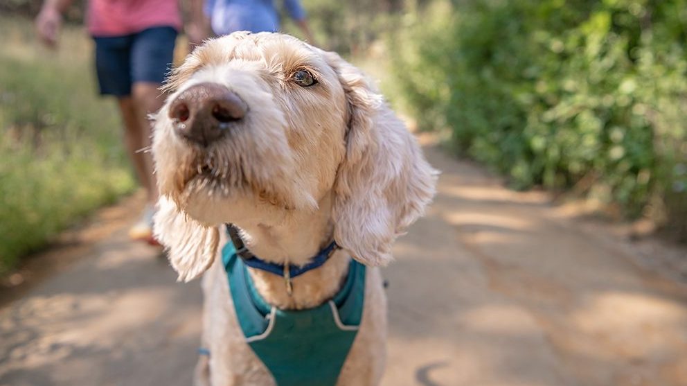 A pale-colored dog wearing a blue harness stands on a paved path for GoCal.
