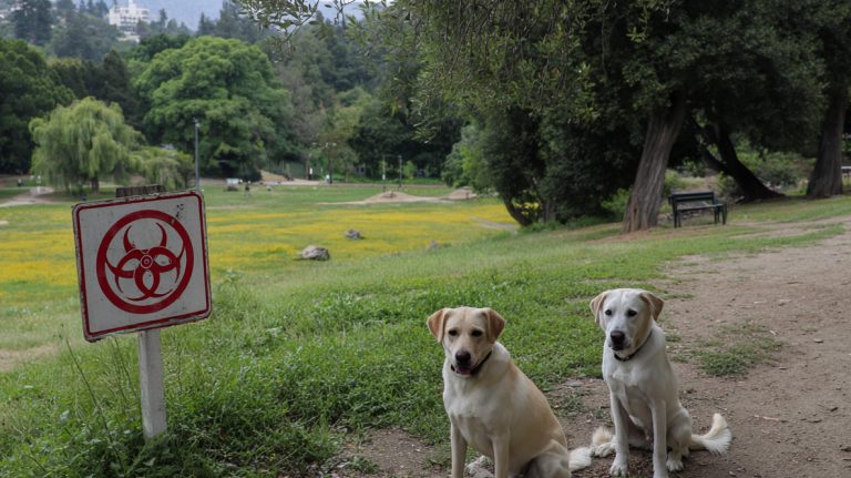 Dog park mystery: Illness and one death shut down Nuevo Dog Park in Santa Clara