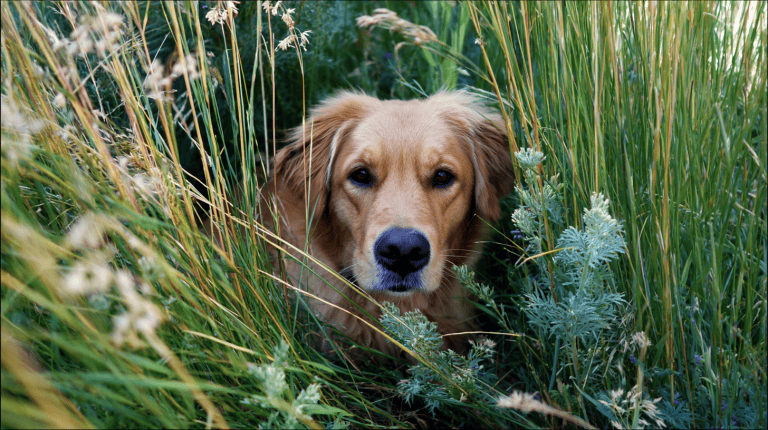 Deadly hitchhikers: The tick-borne diseases that could cripple your dog