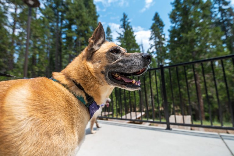 A Guide to Pet-Friendly Autumn Lodging in Yosemite Mariposa County