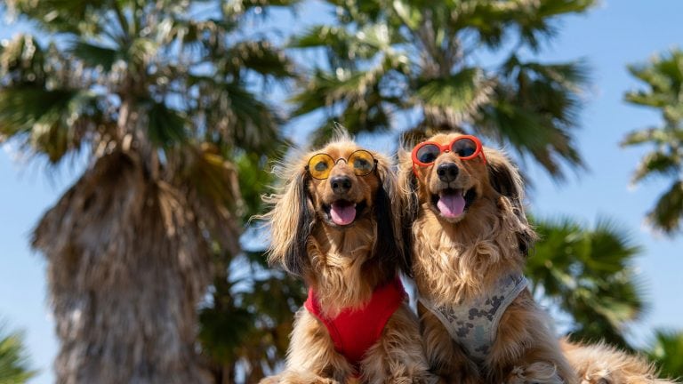 Two long-haired dachshunds in harnesses and sunglasses sit together under palm trees on a sunny day, enjoying the outdoors.