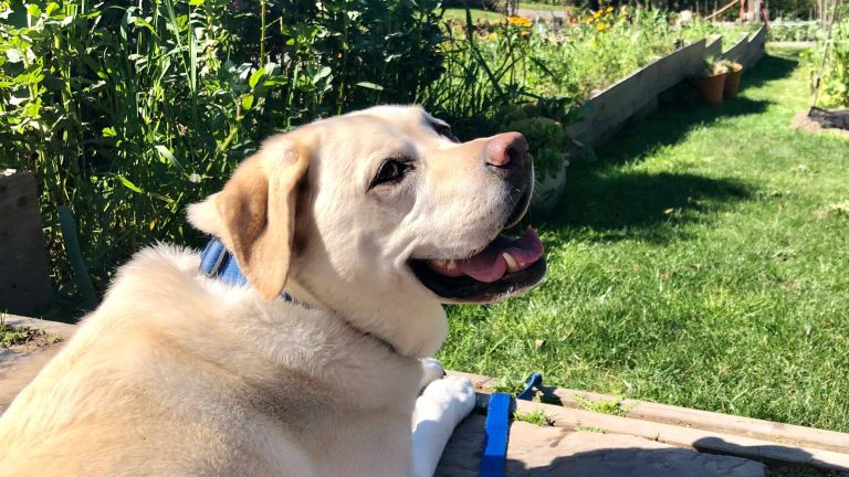 Paws-itively impressive green practices