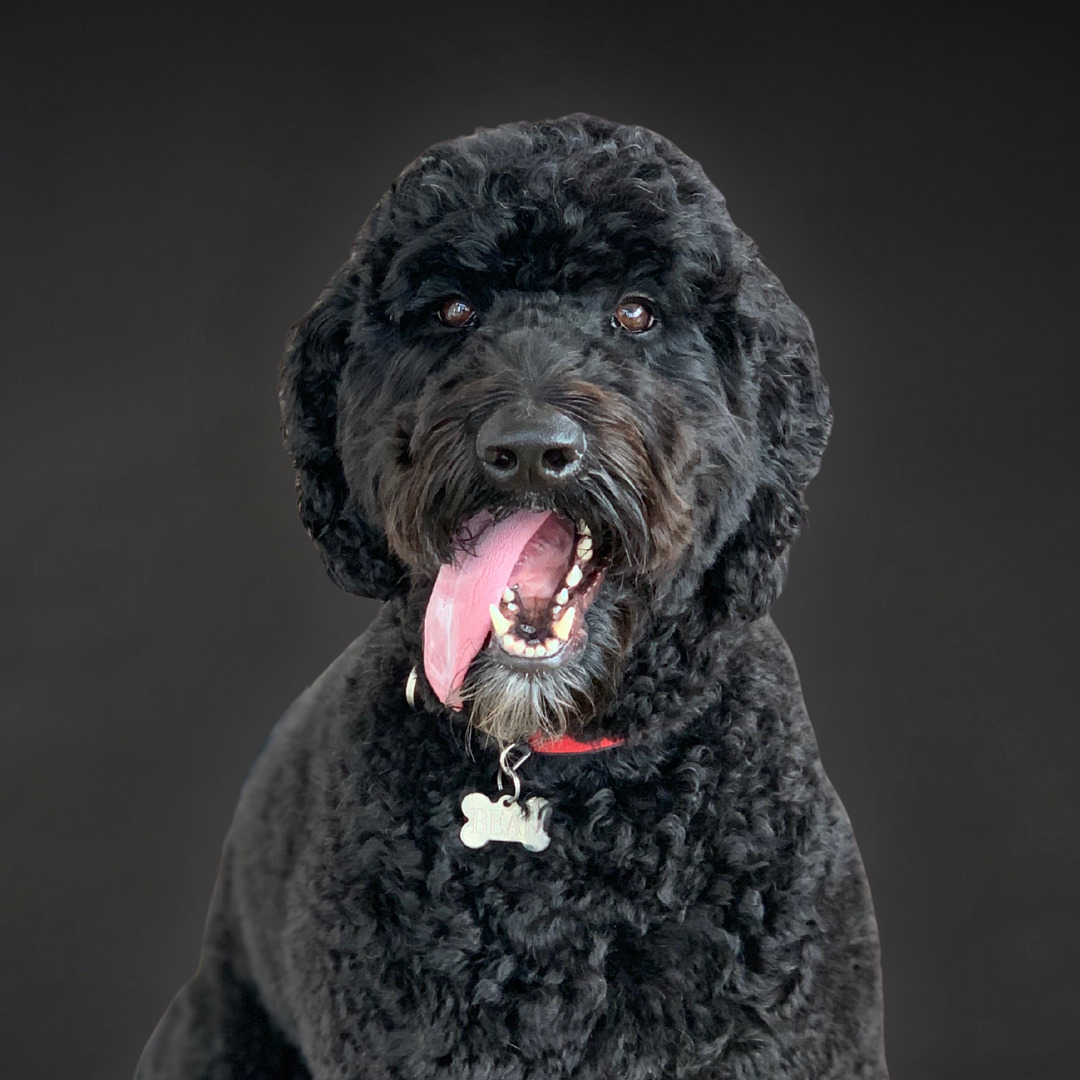 Meet the Team - Bear - a black dog with its mouth open and tongue sticking out - DPM Surface Care