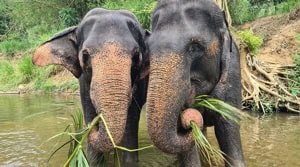 Elephant freedom project כל האטרקציות הכי שוות איסטקארד
