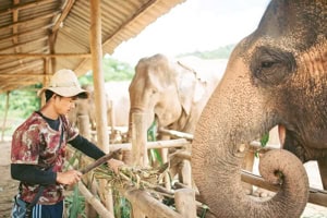Elephant freedom project כל האטרקציות הכי שוות איסטקארד
