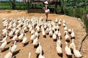 חוות הברווזים בפונג נה,וייטנאם איסטקארד