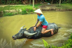 חוות הברווזים בפונג נה,וייטנאם איסטקארד