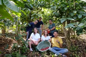 ALT: חווית קפה בחווה בדא לאט – קטיף קפה בקבוצה בין העצים – איסטקארד