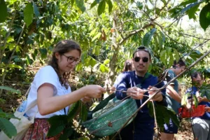 סיור קפה דא לאט – זוג מטיילים קוטפים פולי קפה יחד עם מדריך – איסטקארד
