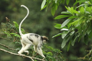 סיור ביערות הגשם בסרי לנקה איסטקארד