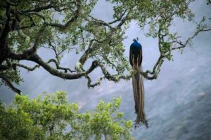 סיור ביערות הגשם בסרי לנקה איסטקארד