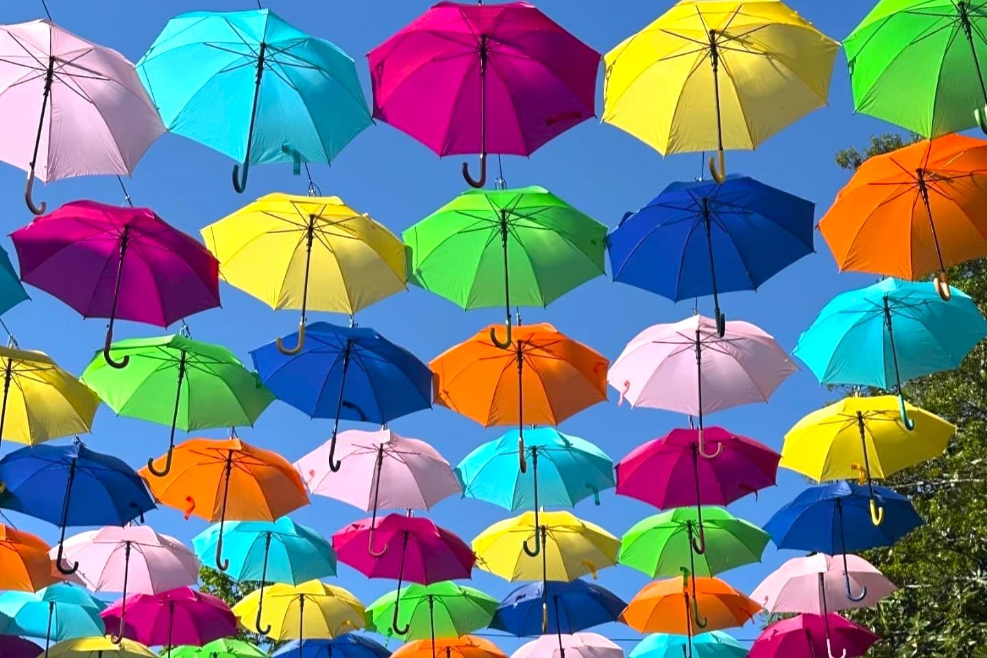 Dollywood Umbrellas