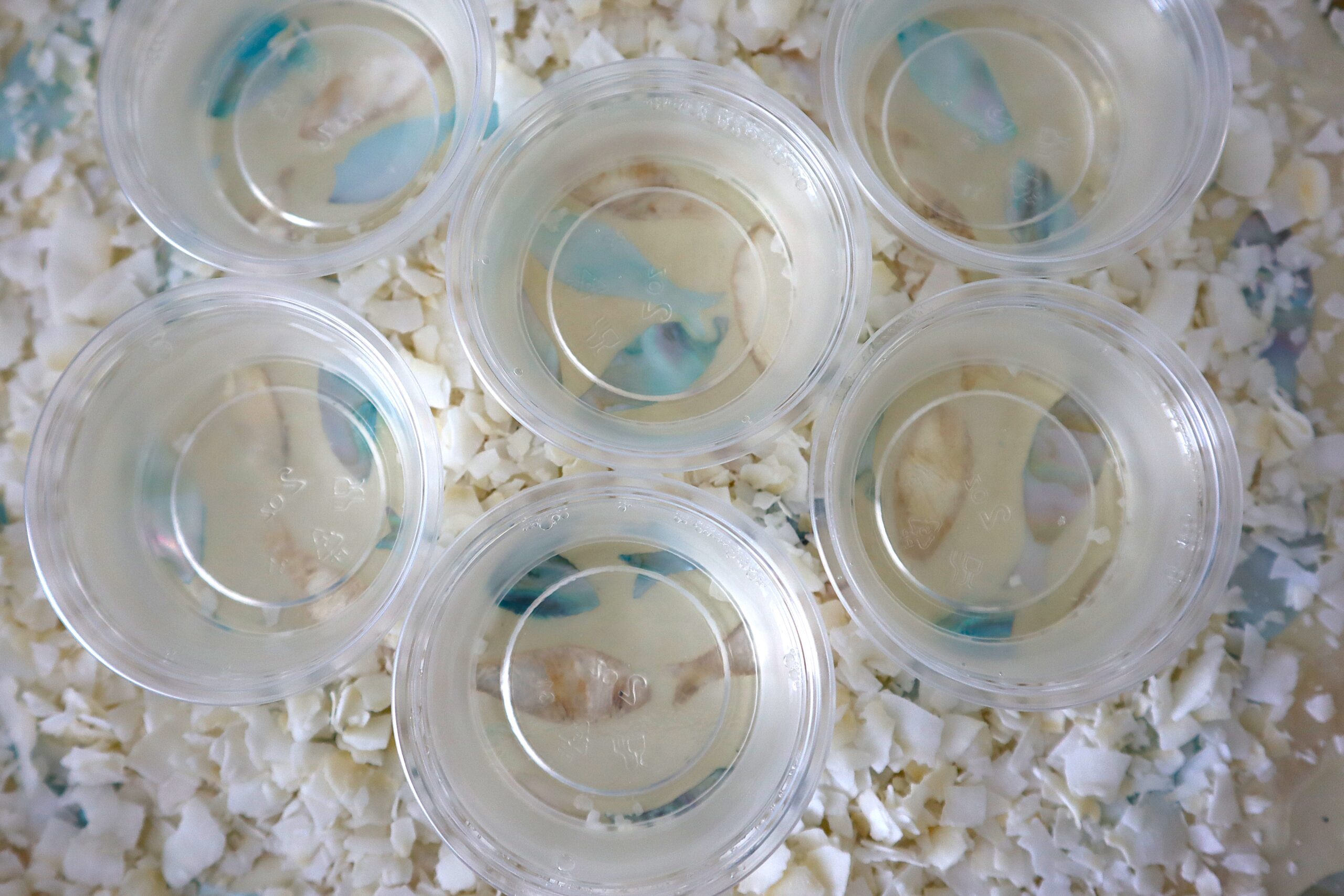 Clear Coconut Jello Shots on Decorated Platter and Coconut Flakes