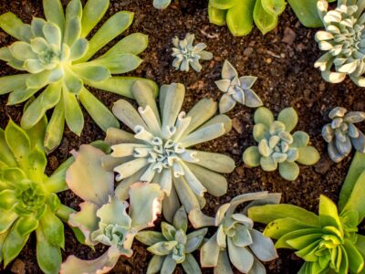 June 24 open event – Ecovillage Resilience to climate change
