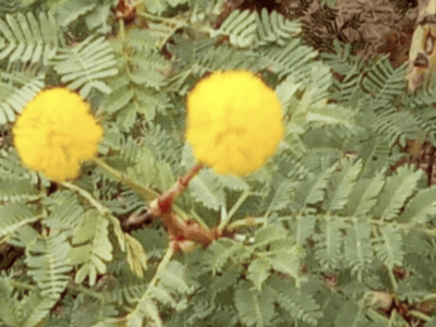 International Partnerships: GEN Europe is a Powerful Catalyst for REDES Regenerative Work in Senegal River Valley