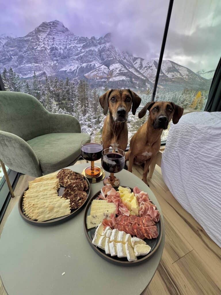 Dogs sitting by a window overlooking snow-capped mountains and pine trees.